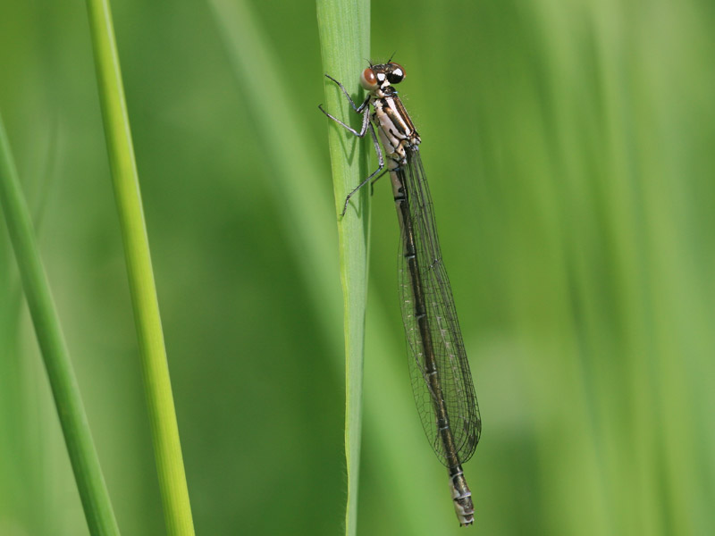 Agrion jouvencelle Agrion jouvencelle