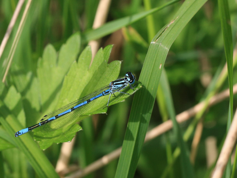 Agrion jouvencelle Agrion jouvencelle
