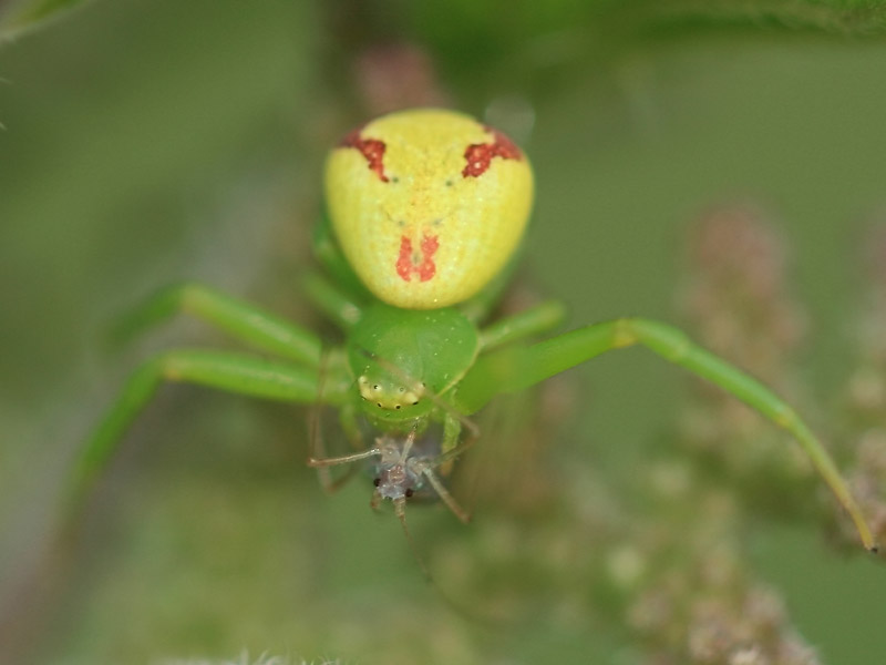 Ebrechtella tricuspidata
