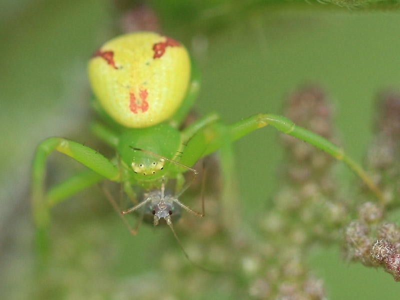 Ebrechtella tricuspidata