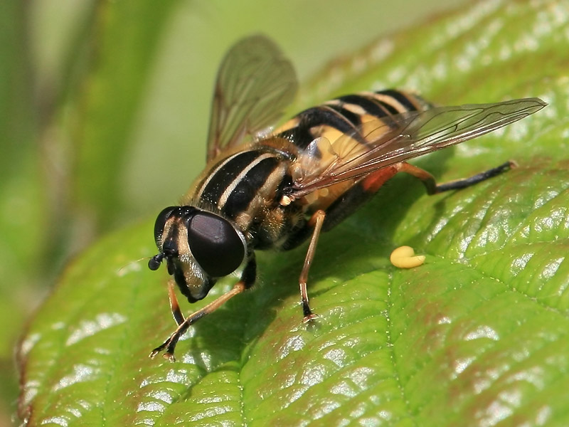 Helophilus pendulus Helophilus pendulus