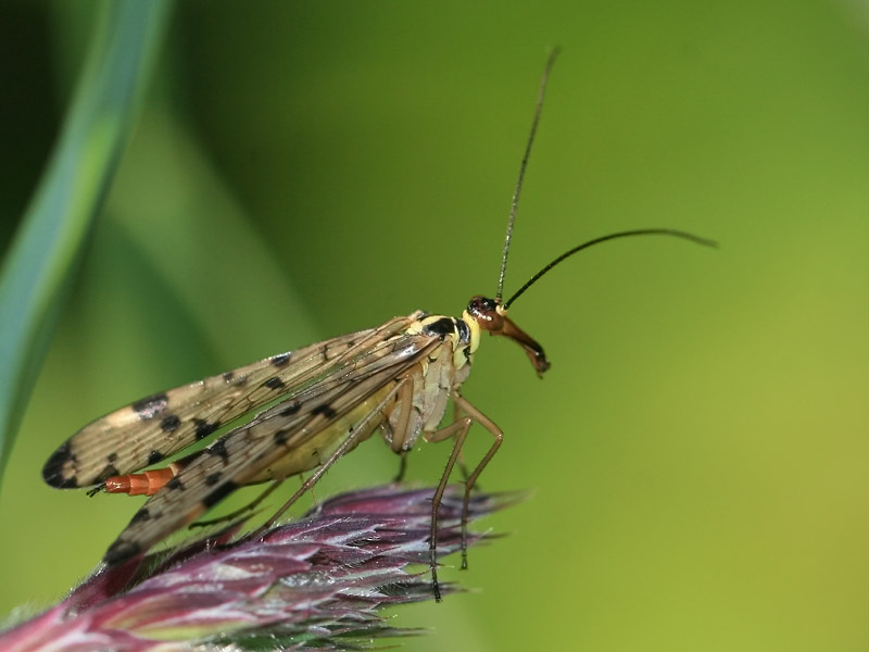 Panorpa sp. Panorpa sp.