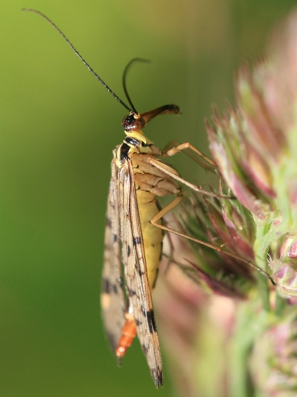 Panorpa sp. Panorpa sp.
