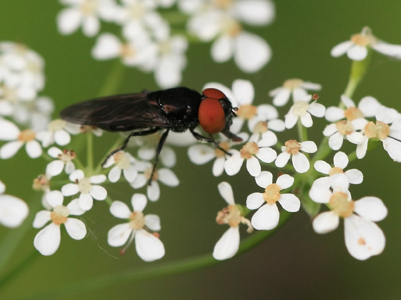Chrysogaster solstitialis