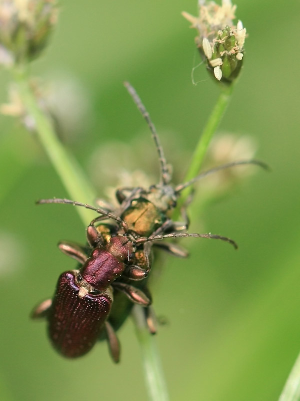 Plateumaris sp.