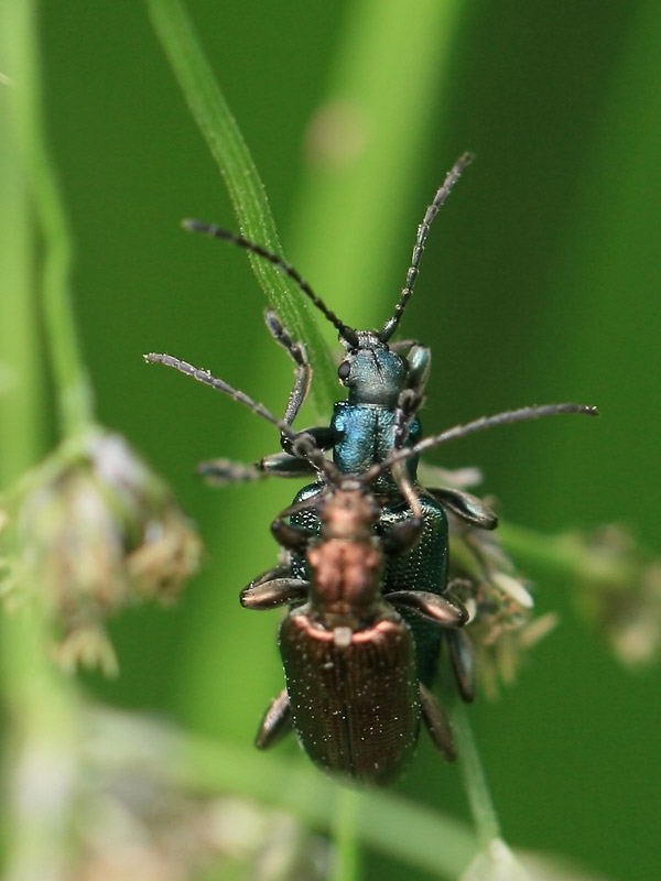Plateumaris sp.
