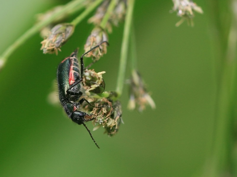Clanoptilus sp.
