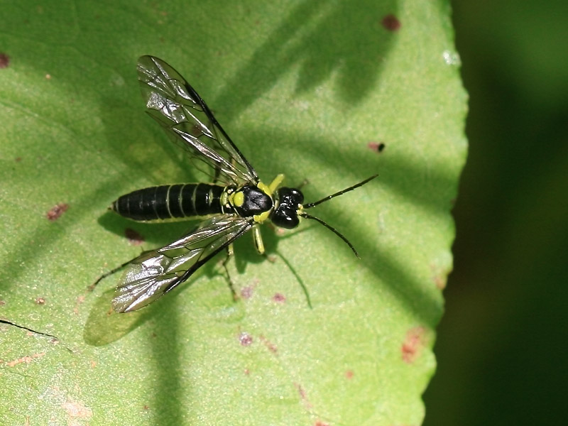 Tenthredo mesomela