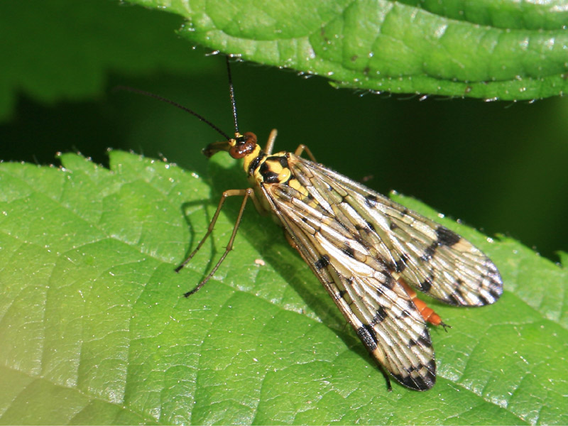 Panorpa sp. Panorpa sp.