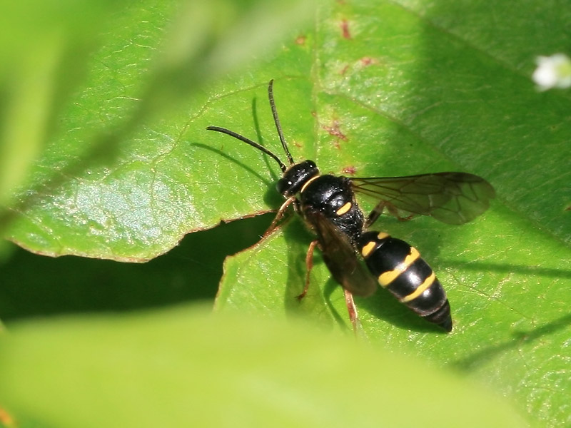 Argogorytes mystaceus