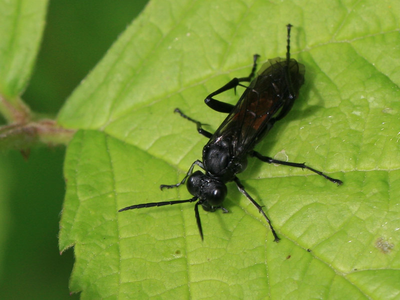 Macrophya annulata