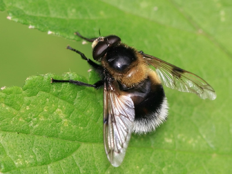 Volucella bombylans