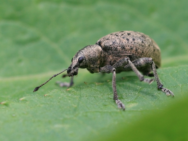 Liophloeus tessulatus