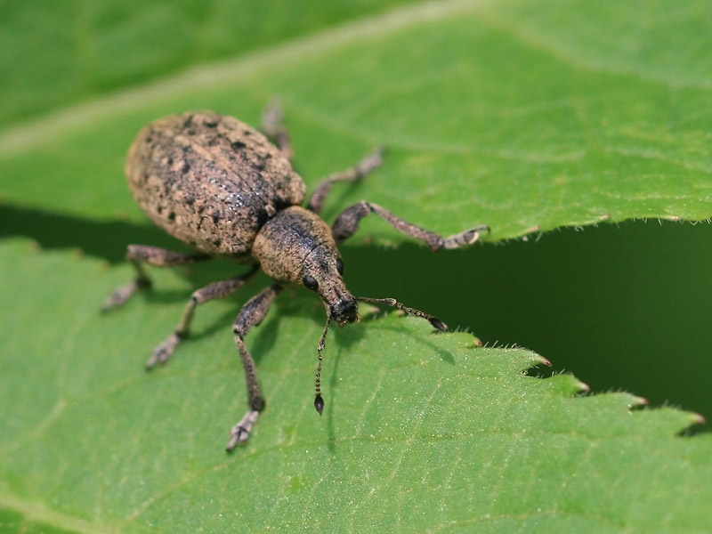 Liophloeus tessulatus