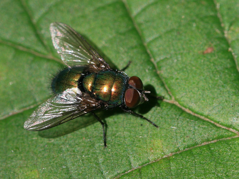 Lucilia sp.