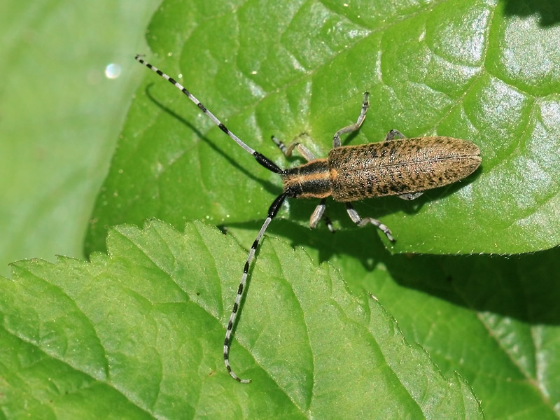 Agapanthia villosoviridescens Agapanthia villosoviridescens