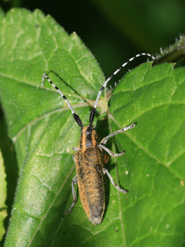 Agapanthia villosoviridescens Agapanthia villosoviridescens