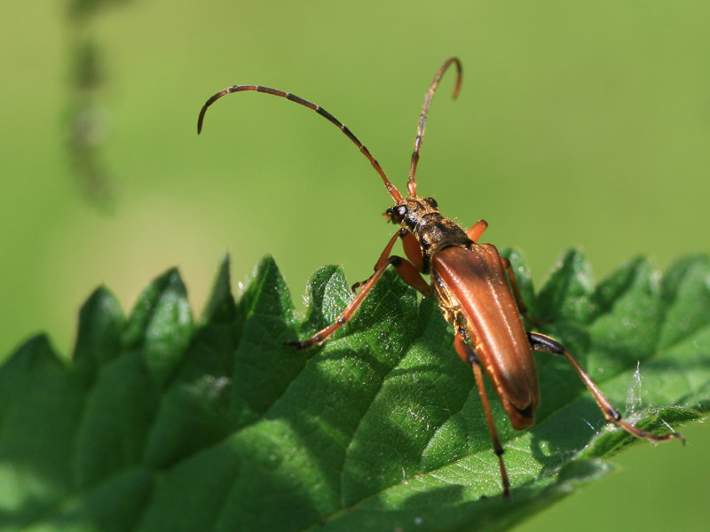 Stenocorus meridianus