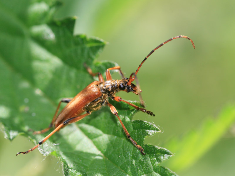 Stenocorus meridianus
