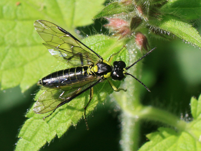 Tenthredo mesomela