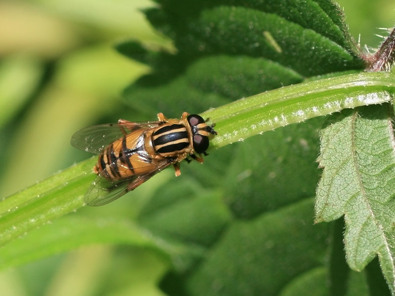 Helophilus pendulus Helophilus pendulus