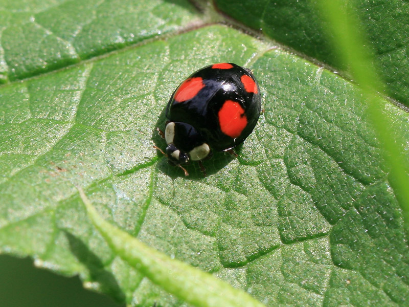 Coccinelle asiatique Coccinelle asiatique