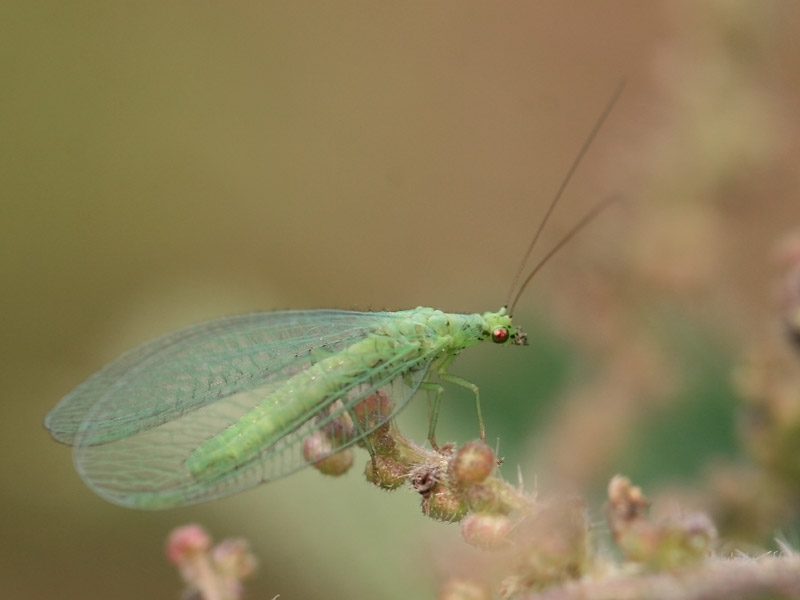 Chrysopa pallens