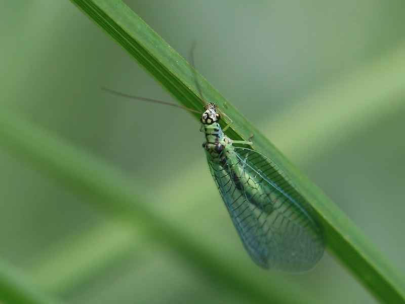 Chrysopa perla