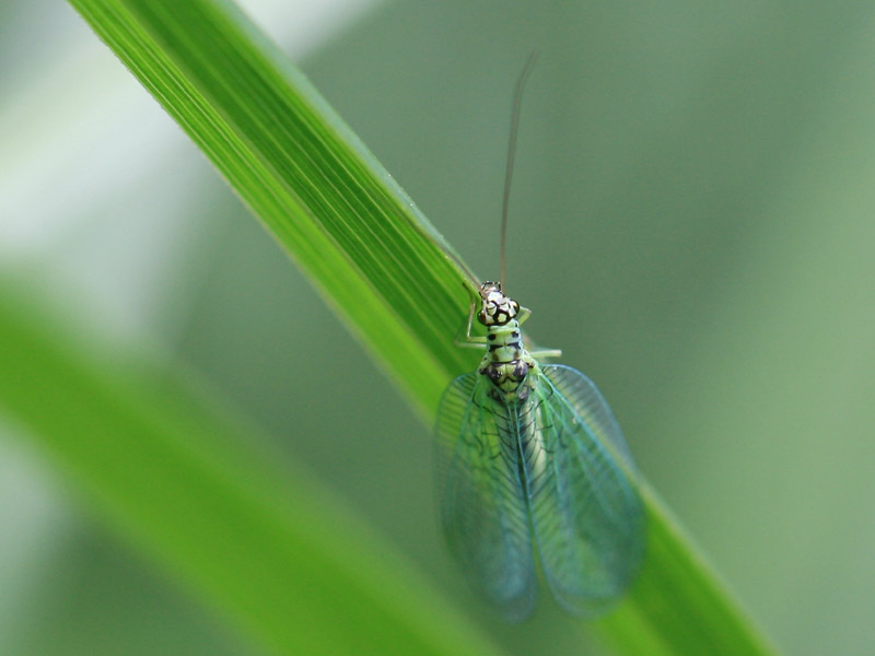 Chrysopa perla