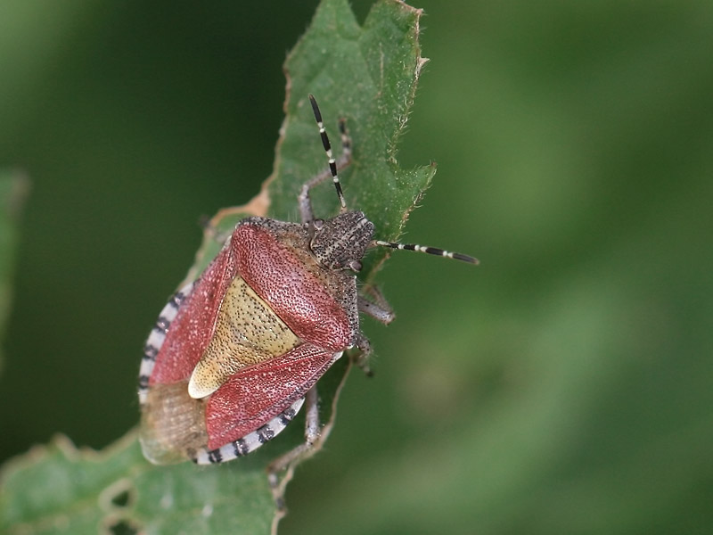 Dolycoris baccarum