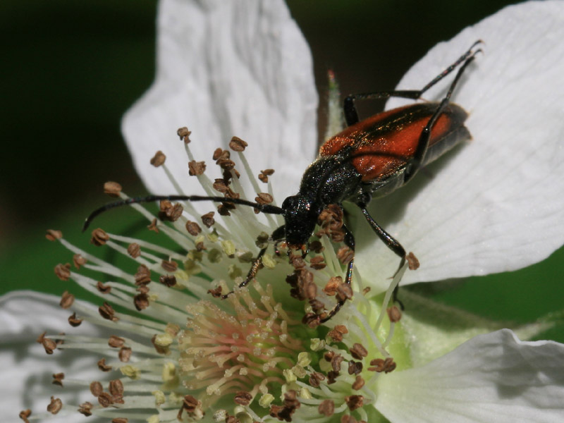 Stenurella melanura