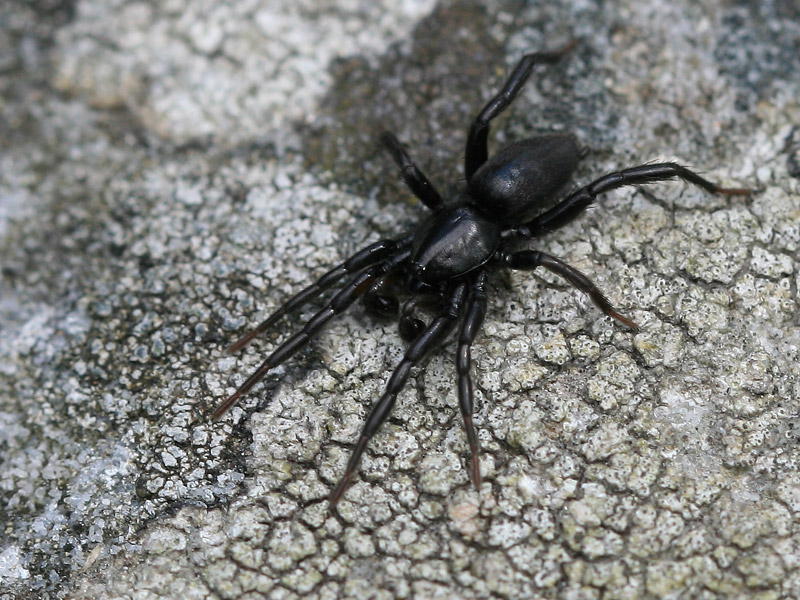 Zelotes s.l.