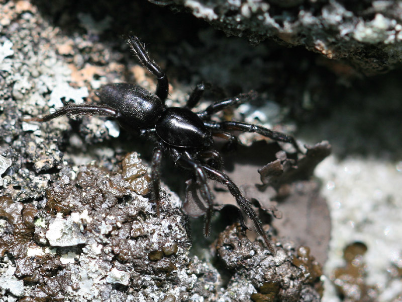 Zelotes s.l.