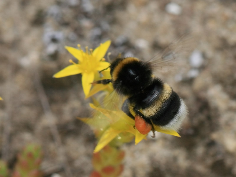 Bombus soroeensis