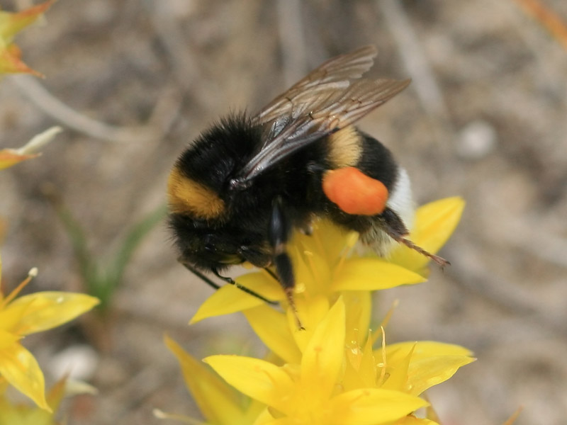 Bombus soroeensis