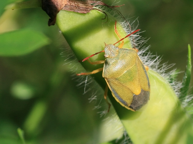 Piezodorus lituratus Piezodorus lituratus