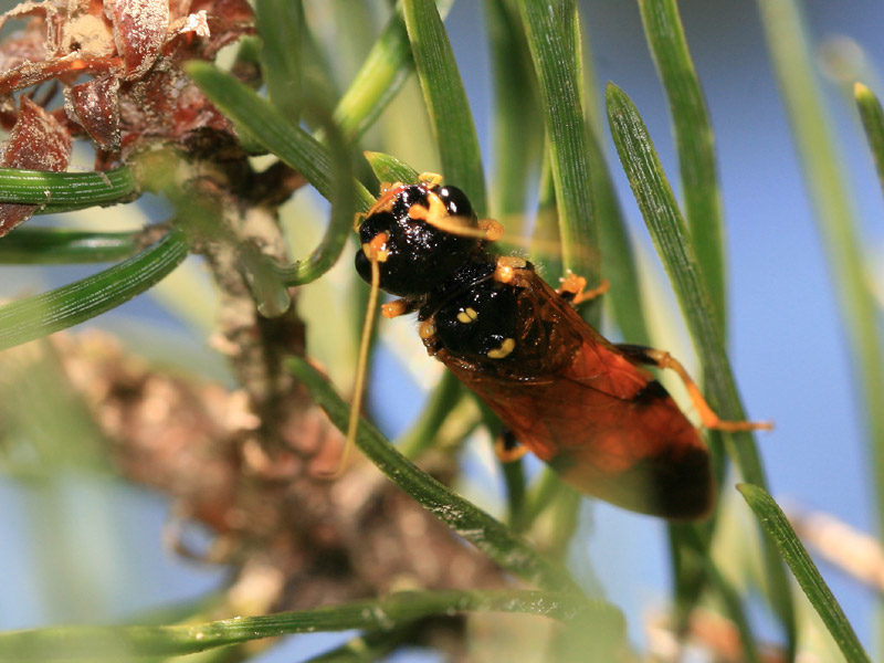 Pamphilus sylvaticus Pamphilus sylvaticus