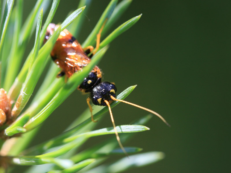 Pamphilus sylvaticus Pamphilus sylvaticus