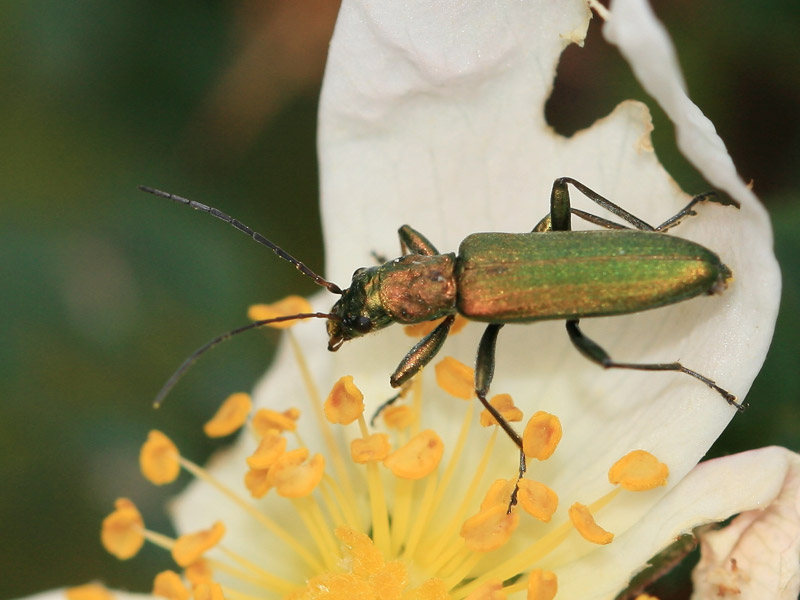 Chrysanthia viridissima