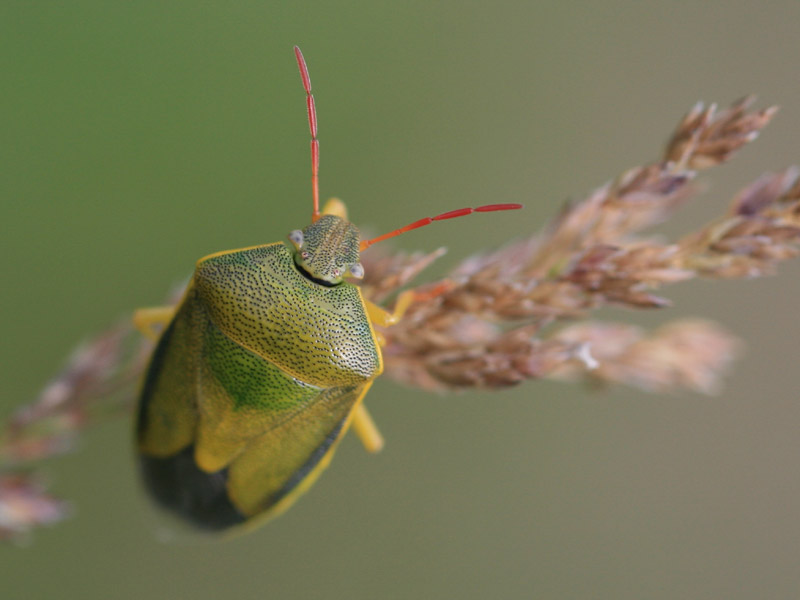 Piezodorus lituratus Piezodorus lituratus
