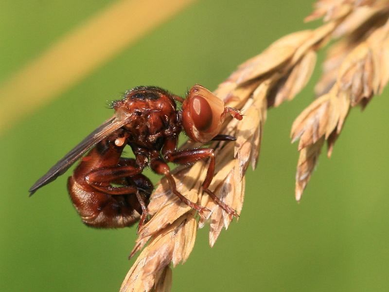 Sicus ferrugineus