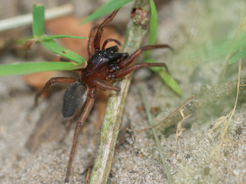 Gnaphosidae sp.