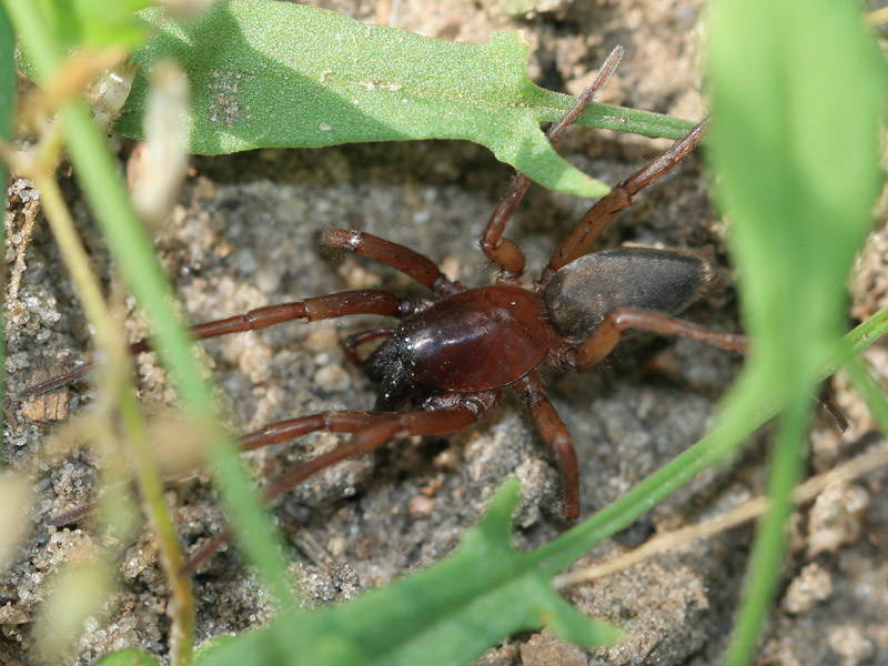 Gnaphosidae sp.