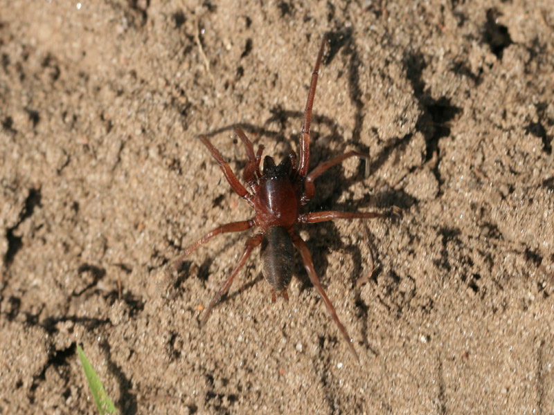 Gnaphosidae sp.