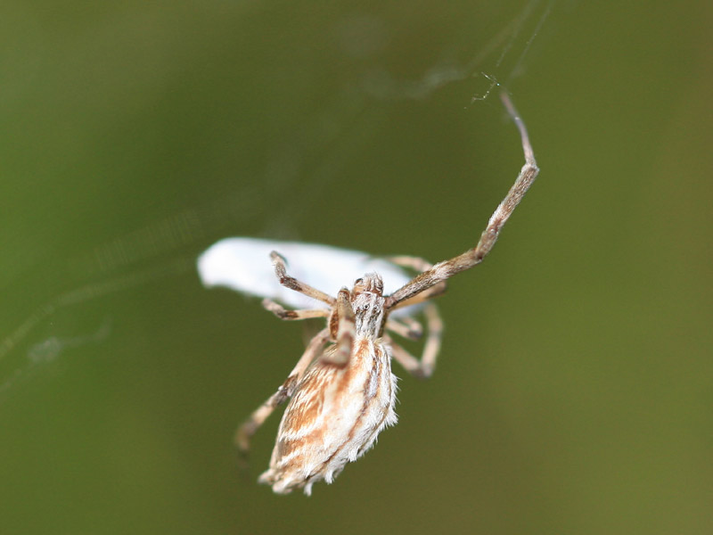 Uloborus walckenaerius