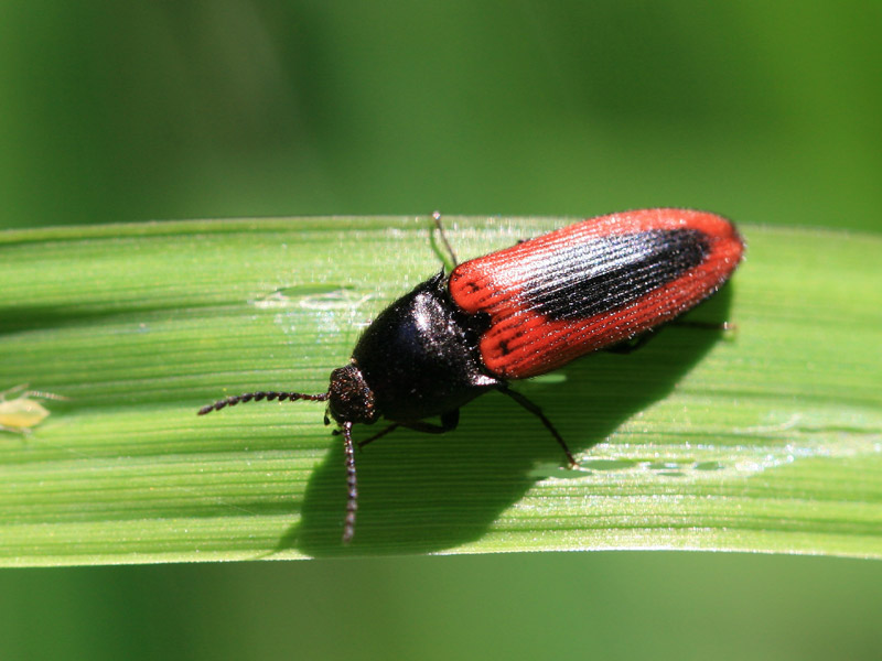 Ampedus sanguinolentus
