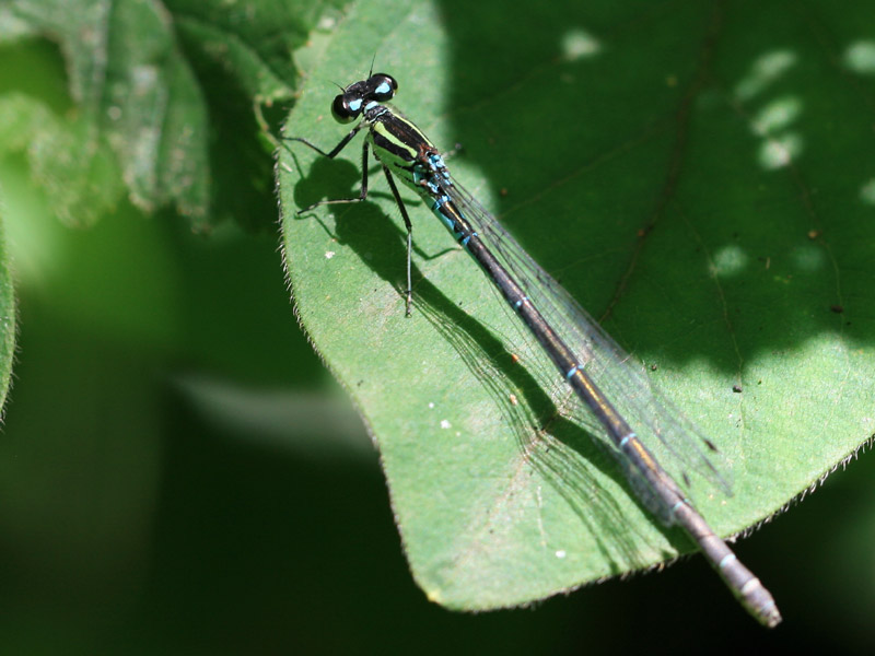 Agrion jouvencelle Agrion jouvencelle