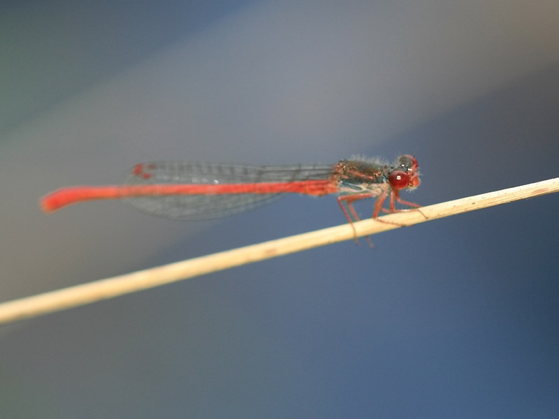 Cériagrion délicat Cériagrion délicat