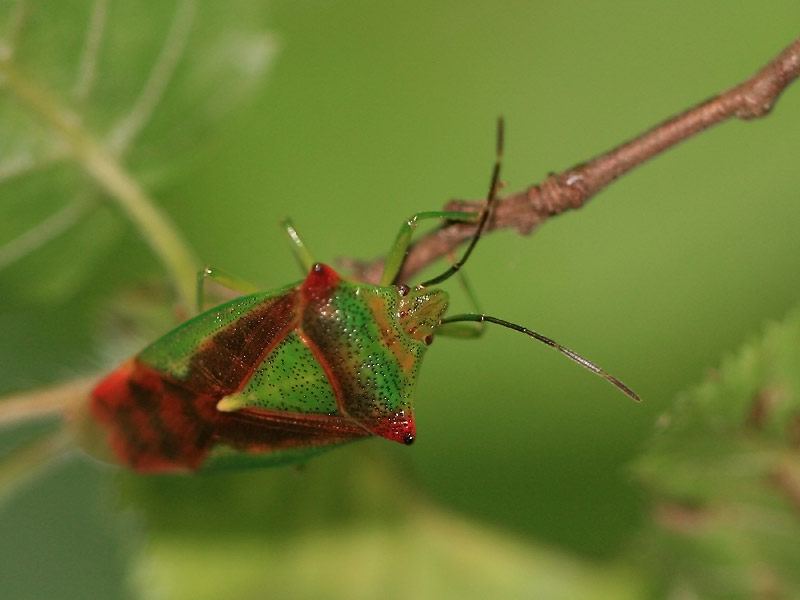 Acanthosoma haemorrhoidale