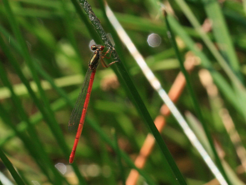 Cériagrion délicat Cériagrion délicat